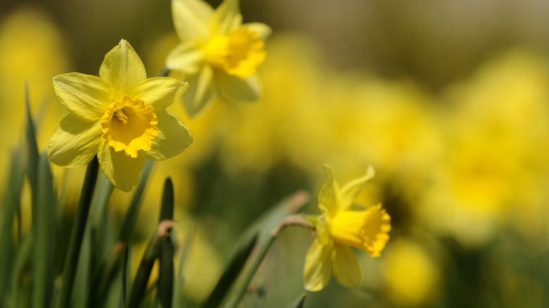 yellow daffodils close up