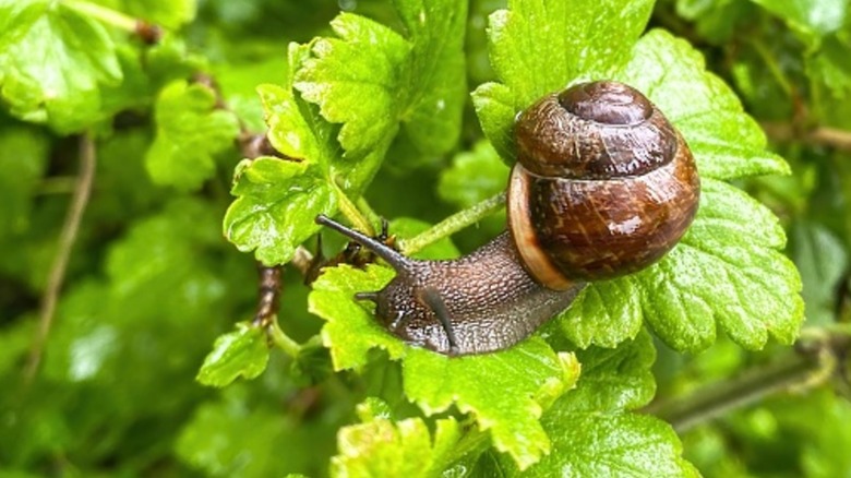 Snail eating plant leaves