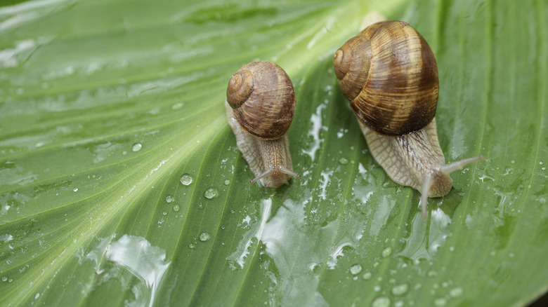 Snails drinking water off a large green leaf