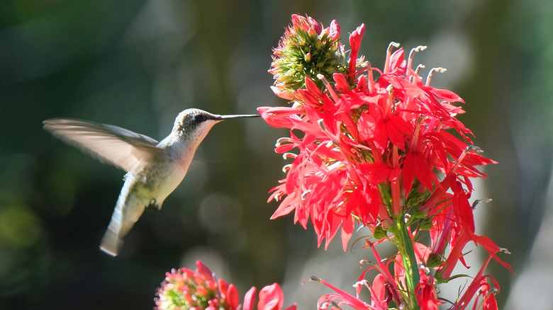 Hummingbird feeding at a red cardinal flower