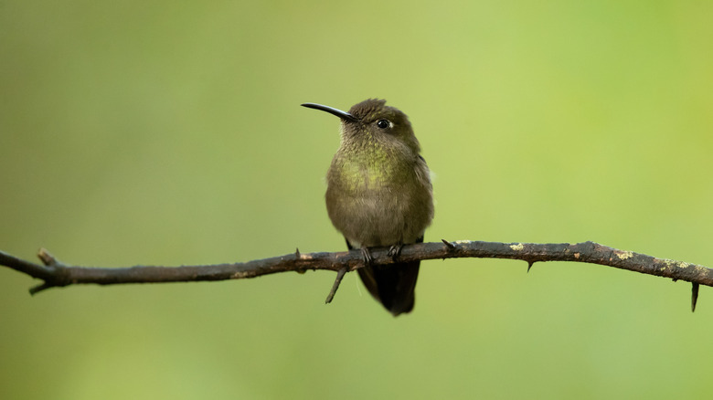 A small hummingbird sitting on a branch