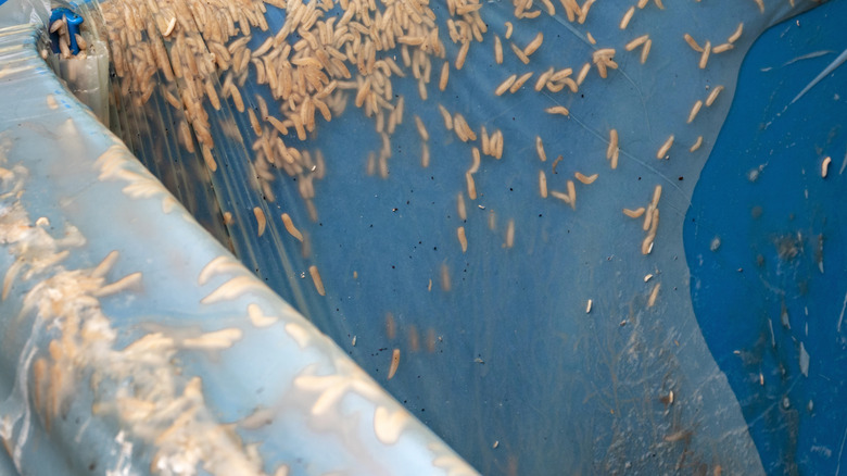 Maggots lining a blue container with clear plastic covering them.