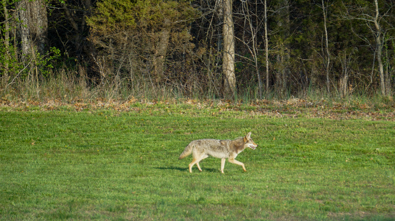 coyote in yard