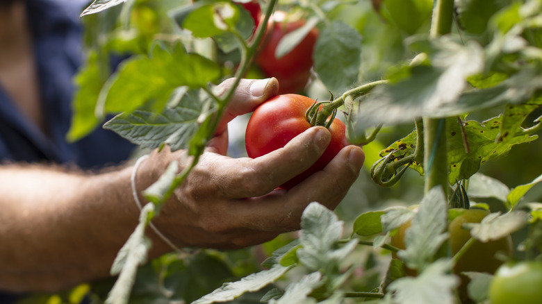 A person's hand picking tomatoes off a vine.