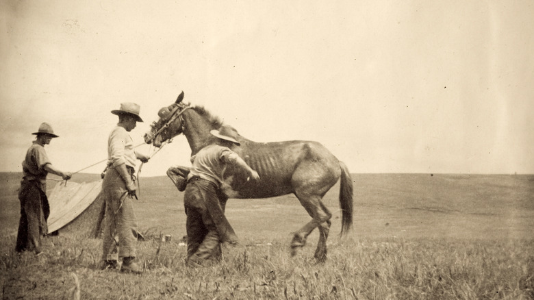 Cowboys shoeing a horse in field in history