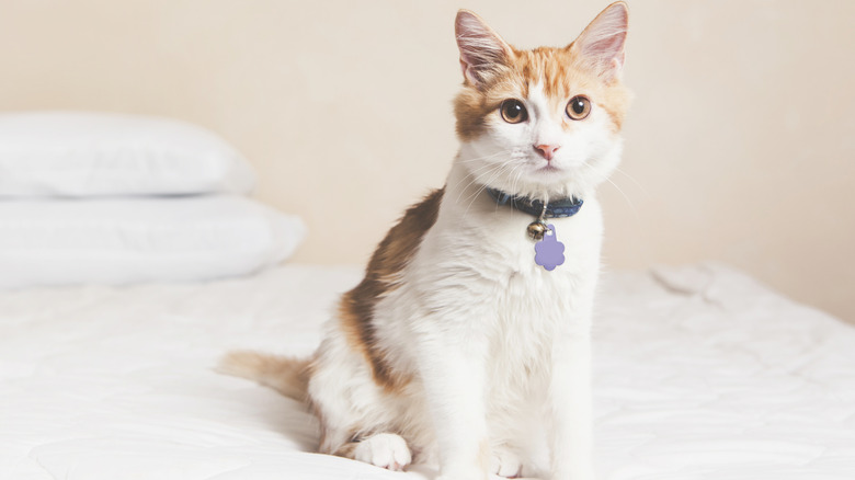 White and orange cat sitting on bed with pillows