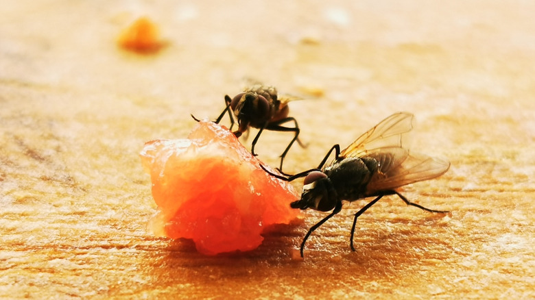 Two flies eating kitchen food scraps.