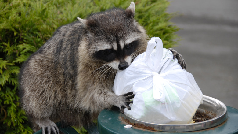 Raccoon holding a packet