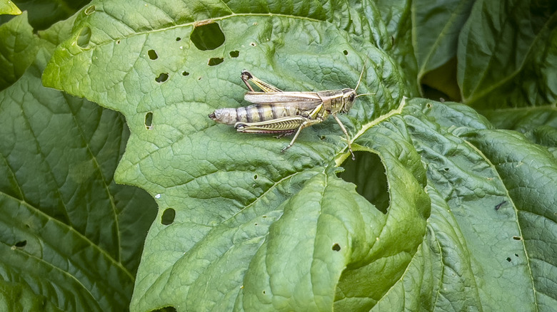 A grasshopper sitting on a green leaf that has lots of holes in it