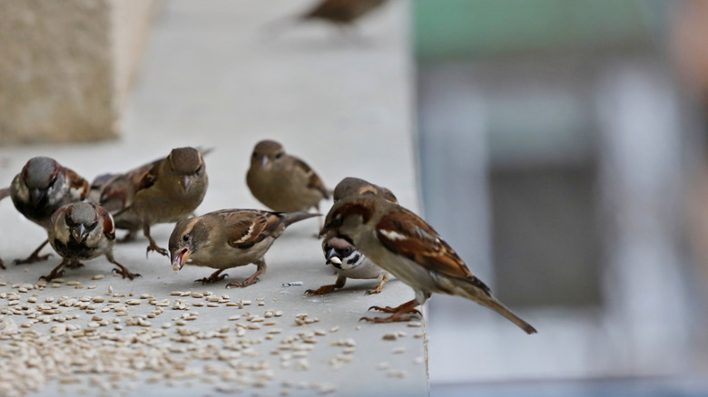 A flock of brown sparrows eating bird seeds