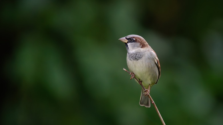 A brown and white sparrow perched on stick in yard