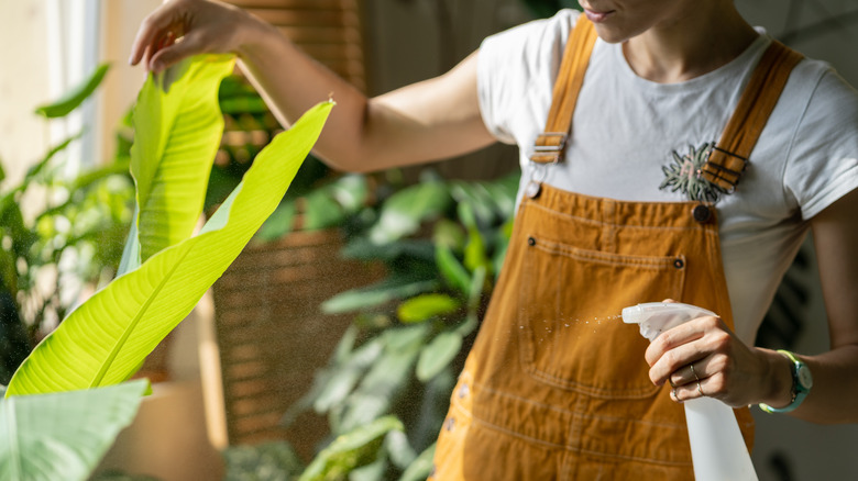 Woman sprays plant