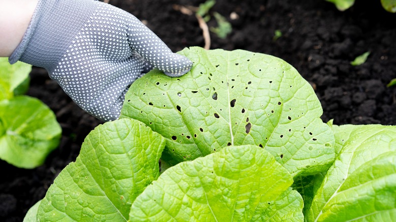 person holding up cabbage leaf