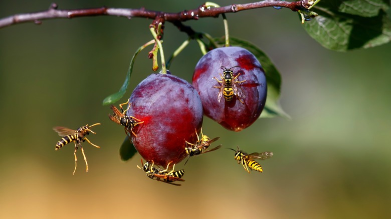 wasp on a fruit 