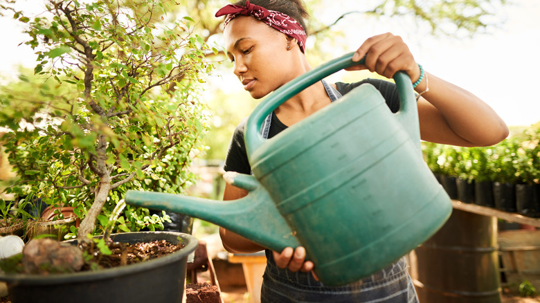 Woman watering potted tree