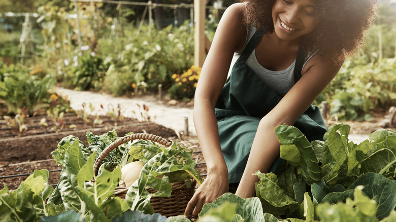 Person in vegetable garden