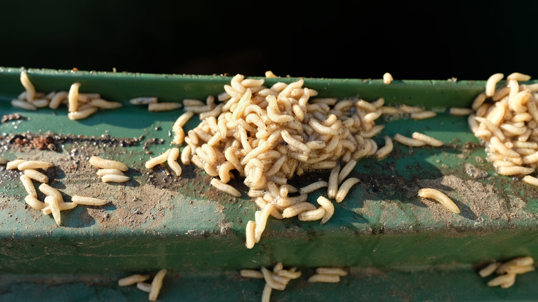 window frame covered by maggots