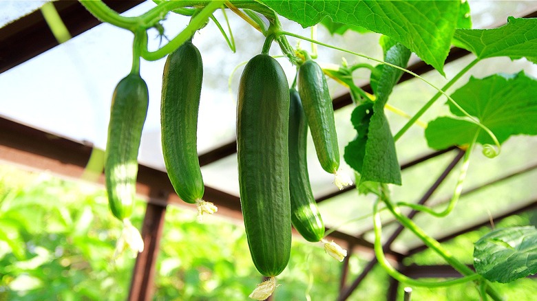 Cucumbers growing in a greenhouse