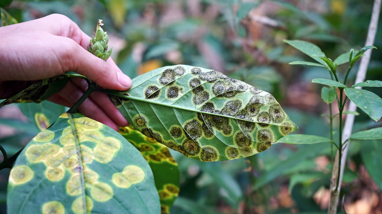 Person holding plant with fungal disease