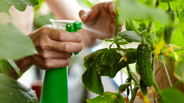 Person spraying plant leaves