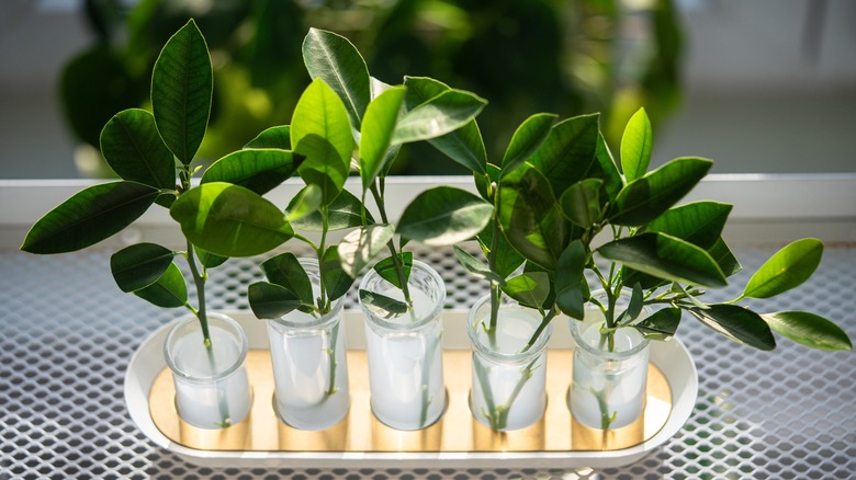 A propagation station filled with cuttings in water