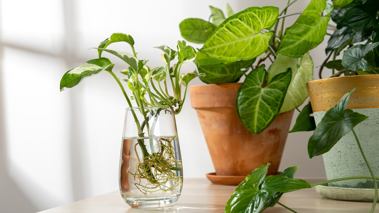Houseplants being propagated