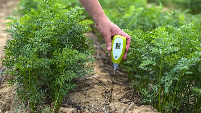 testing pH in soil 