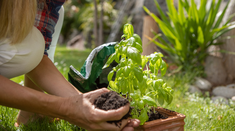 woman planting basil