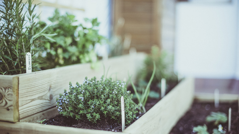 Herbs planted in a tiered wooden box