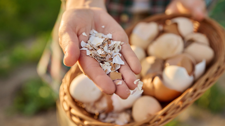 A hand holding crushed eggshells in the foreground, with another holding a basket of eggshells in the background