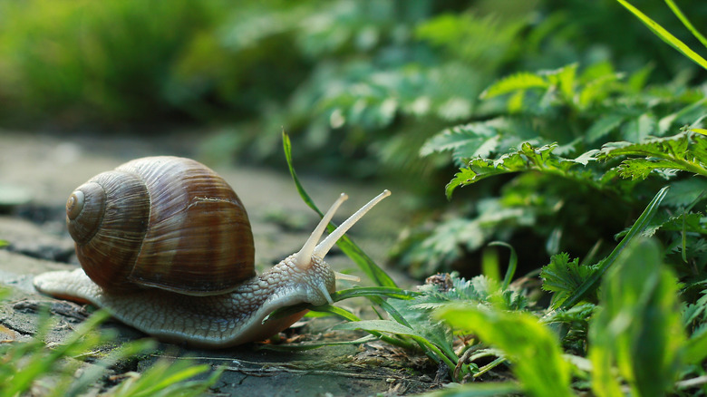 snail crawling on a rock