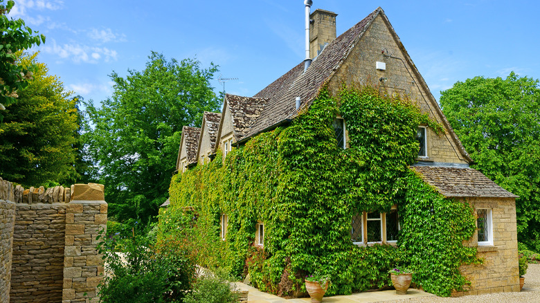 house overgrown with English ivy