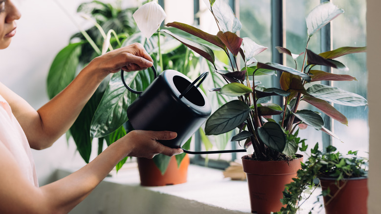 Woman waters calathea plant on windowsill