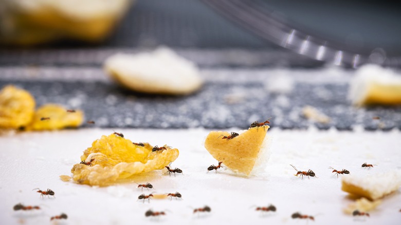 Kitchen counter covered with ants