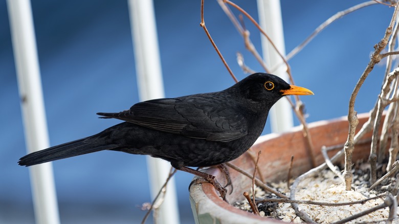 Blackbird eating uncooked oatmeal