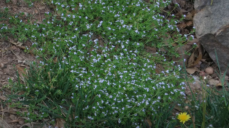 flowering field madder 