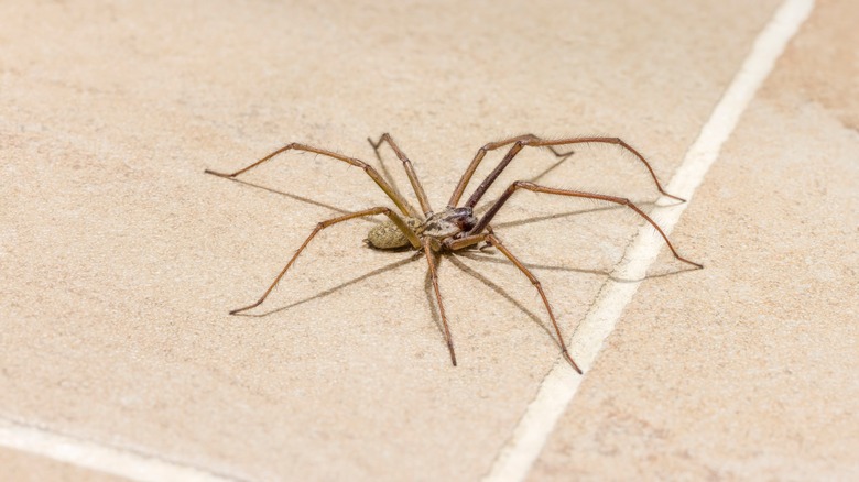 Spider on tiled floor
