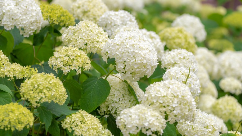 white hydrangea