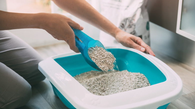 Person scooping kitty litter