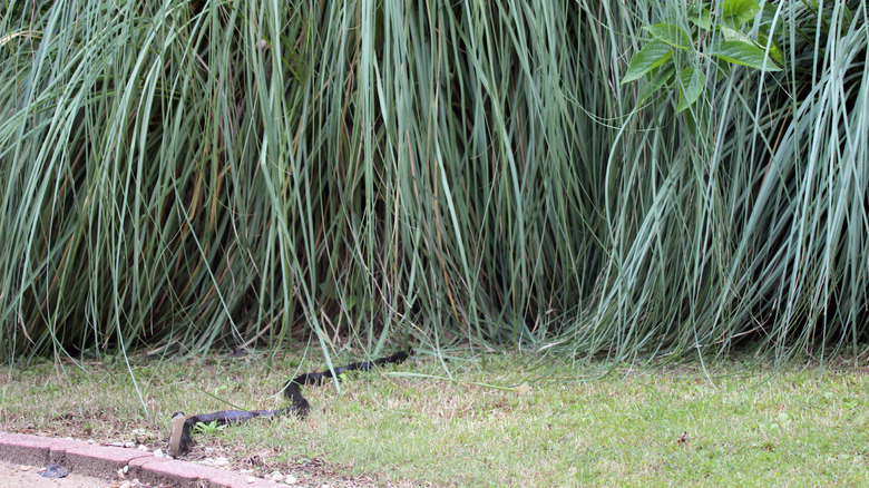A snake slithering out of tall grasses