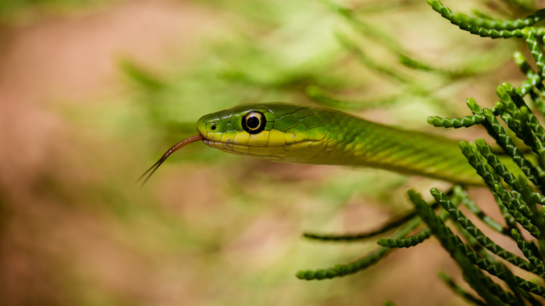 A snake coming out of grass