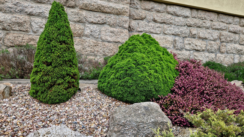 Shrubs mulched with pebbles growing next to stone building