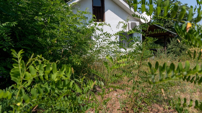 Weeds growing unchecked in front of a white house