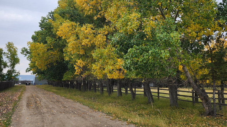 trees lining narrow dirt driveway