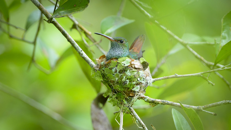 Hummingbird sitting on its tiny nest within a shaded green shrub