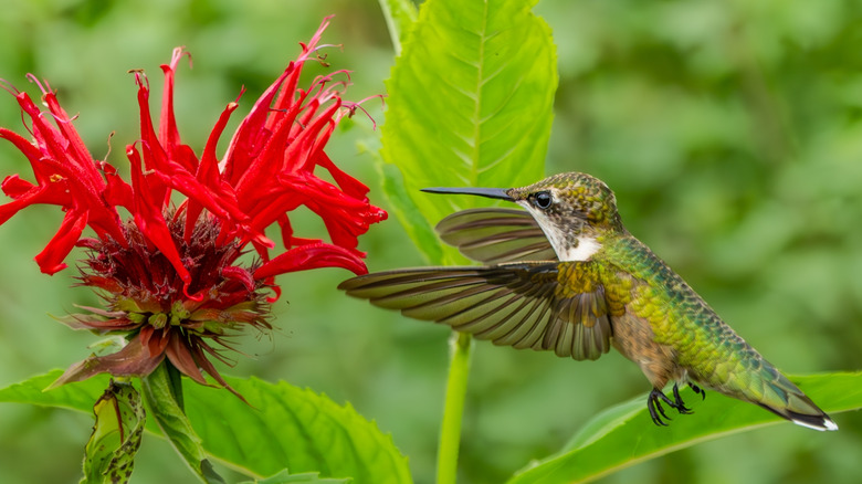 Hummingbird hovering at a bright scarlet bee balm flower