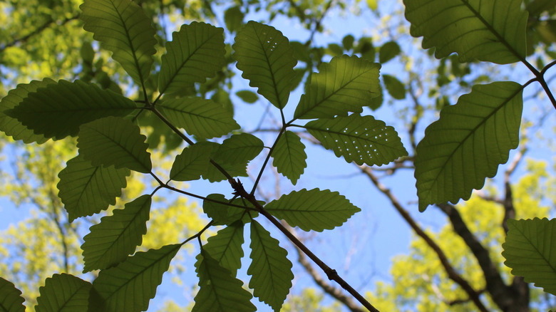 Swamp chestnut oak tree leaves with small insect holes bitten out of them