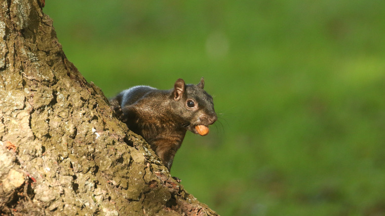 a squirrel on a tree trunk with acorn in mouth