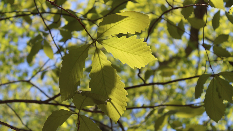 Leaves of a swamp chestnut oak