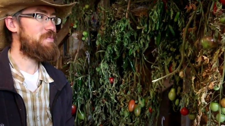 Man in straw hat next to upside-down tomato plants hanging to ripen indoors.
